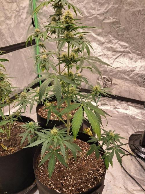 Ethos autoflower spring 26'. Week 9