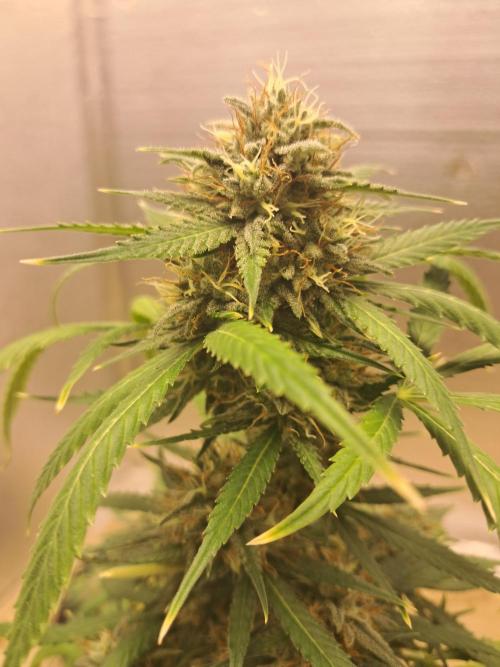 Ethos autoflower spring 26'. Week 10 - Chemi95 x banana daddy