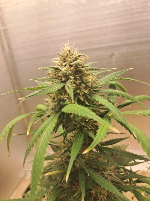 Ethos autoflower spring 26'. Week 10 - Chemi95 x banana daddy 