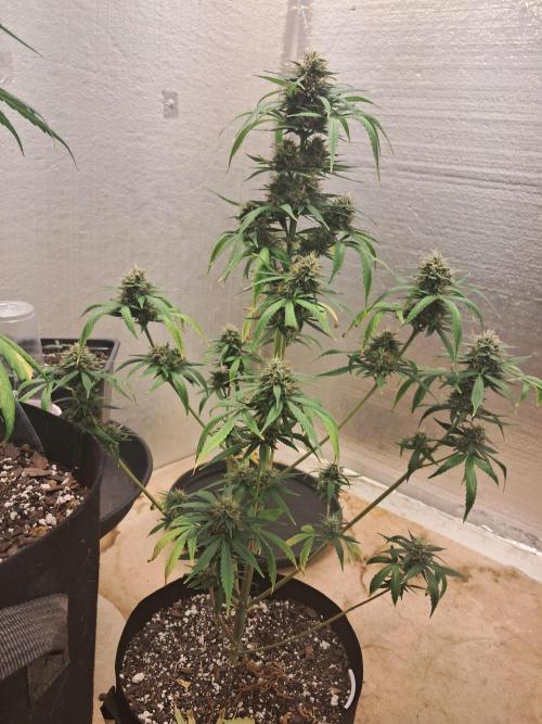 Ethos autoflower spring 26'. Week 10 - Chemi95 x bd 1