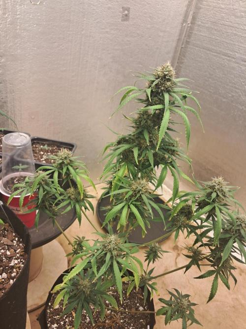 Ethos autoflower spring 26'. Week 10 - Chemi95 x bd 1