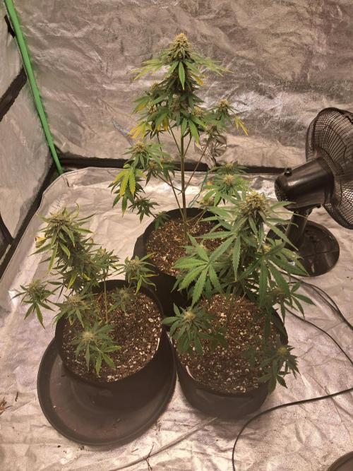 Ethos autoflower spring 26'. Week 10