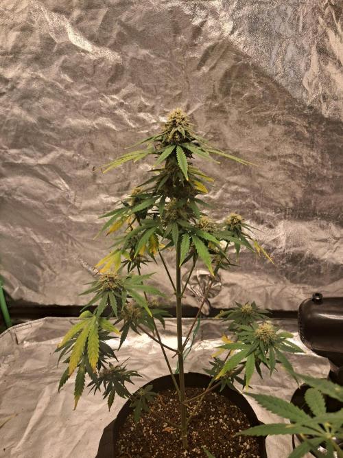 Ethos autoflower spring 26'. Week 10 - Chemi95 x bd 2