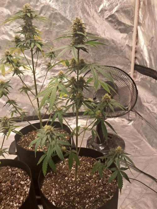 Ethos autoflower spring 26'. Week 10 - Nycd 2