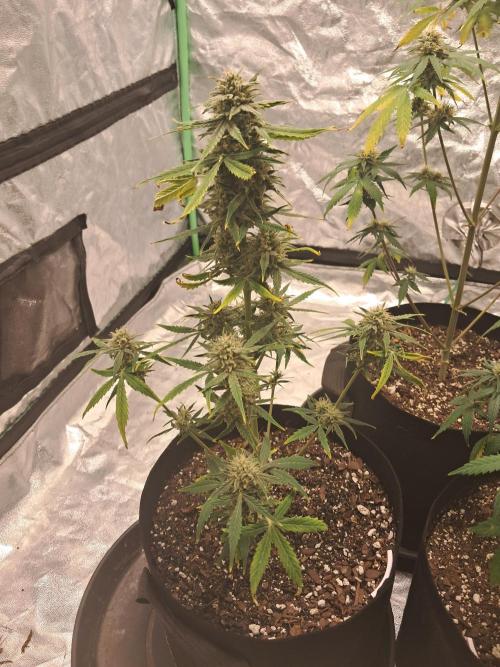 Ethos autoflower spring 26'. Week 10 - Nycd 1