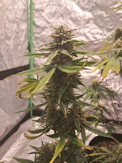 Ethos autoflower spring 26'. Week 10 - Nycd1