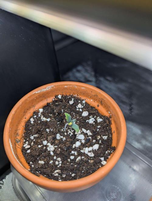 Acapulco Gold. Week 1