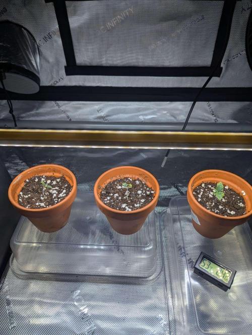 Acapulco Gold. Week 1