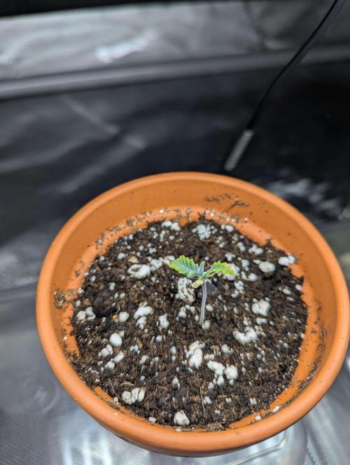 Acapulco Gold. Week 1