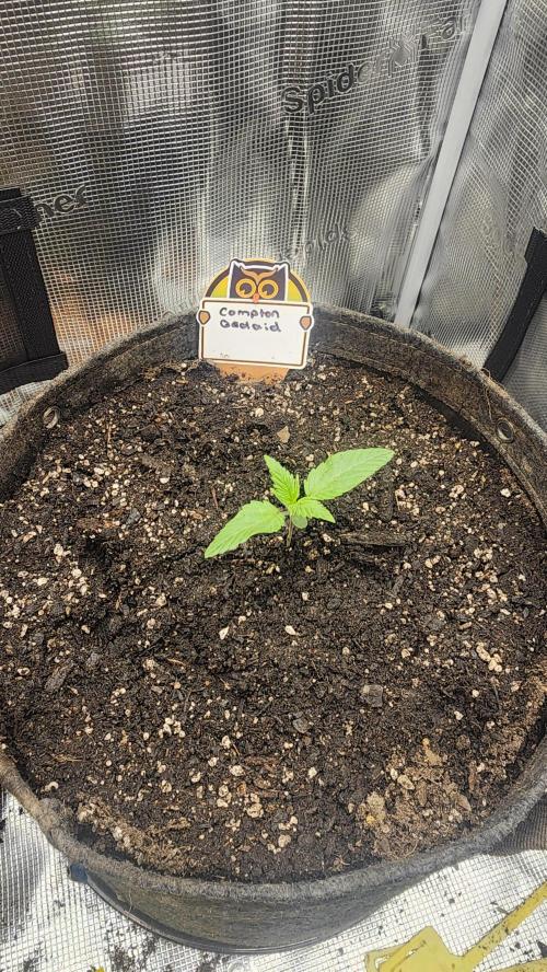 Night owl 11/25. Week 1 - Day 7 from sprout