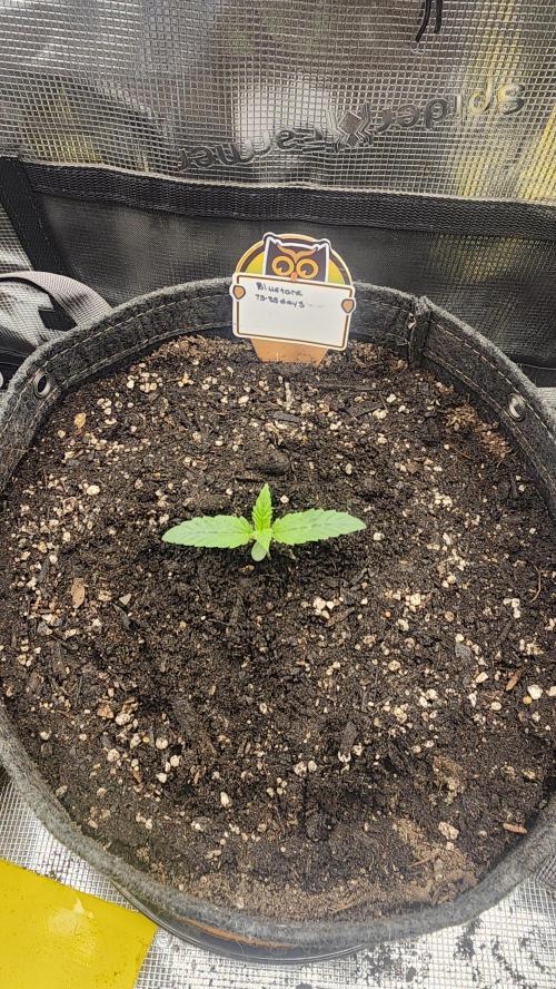 Night owl 11/25. Week 1 - Day 7 from sprout