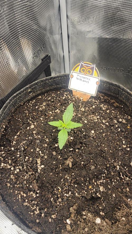 Night owl 11/25. Week 1 - Day 7 from sprout