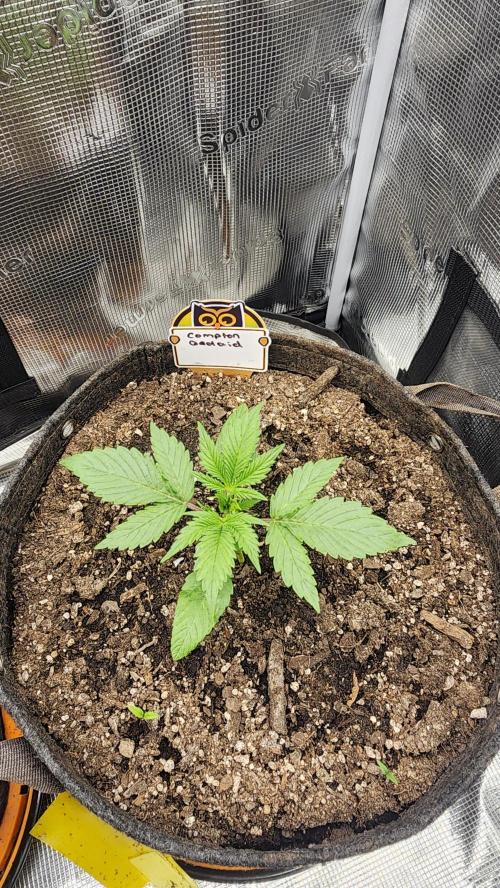 Night owl 11/25. Week 2