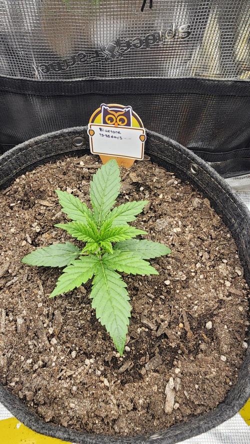 Night owl 11/25. Week 2