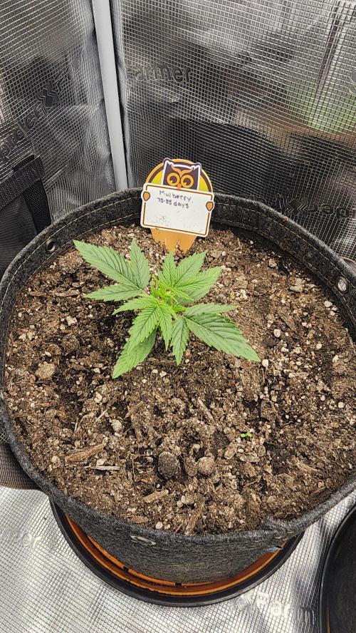 Night owl 11/25. Week 2