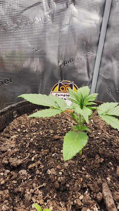 Night owl 11/25. Week 2