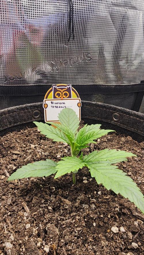 Night owl 11/25. Week 2