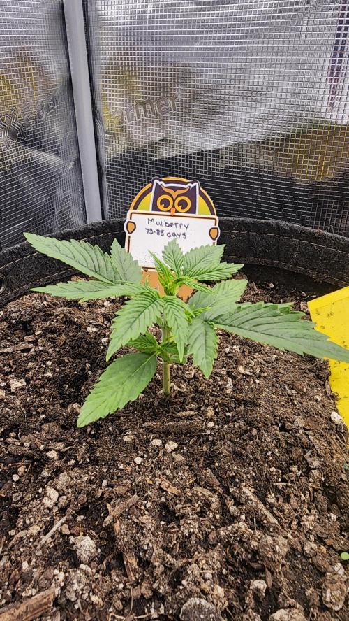 Night owl 11/25. Week 2