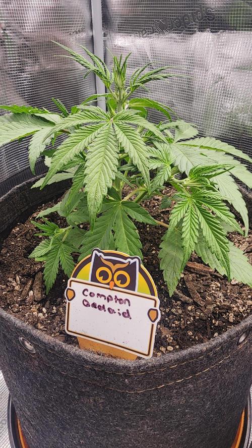 Night owl 11/25. Week 3