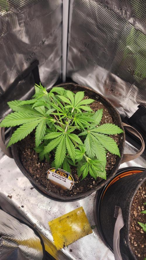 Night owl 11/25. Week 3