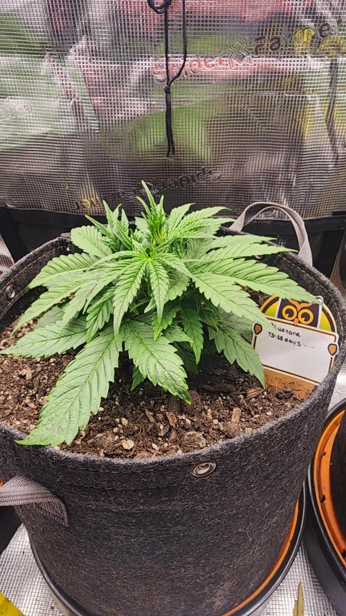 Night owl 11/25. Week 3