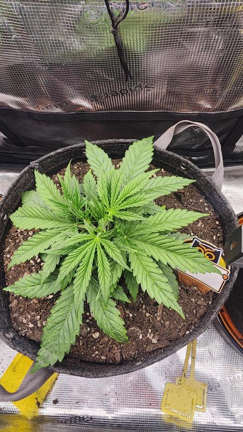 Night owl 11/25. Week 3