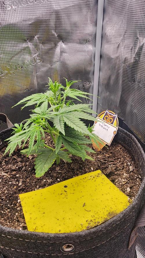 Night owl 11/25. Week 3