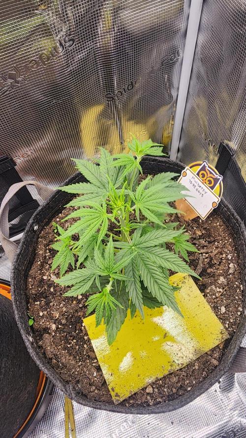 Night owl 11/25. Week 3