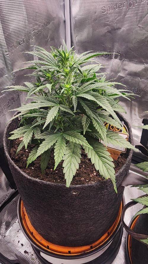 Night owl 11/25. Week 4