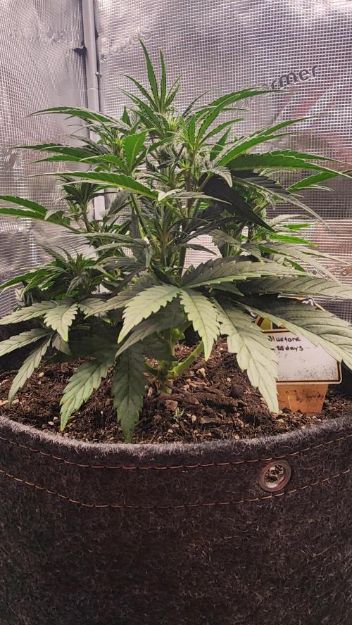 Night owl 11/25. Week 4