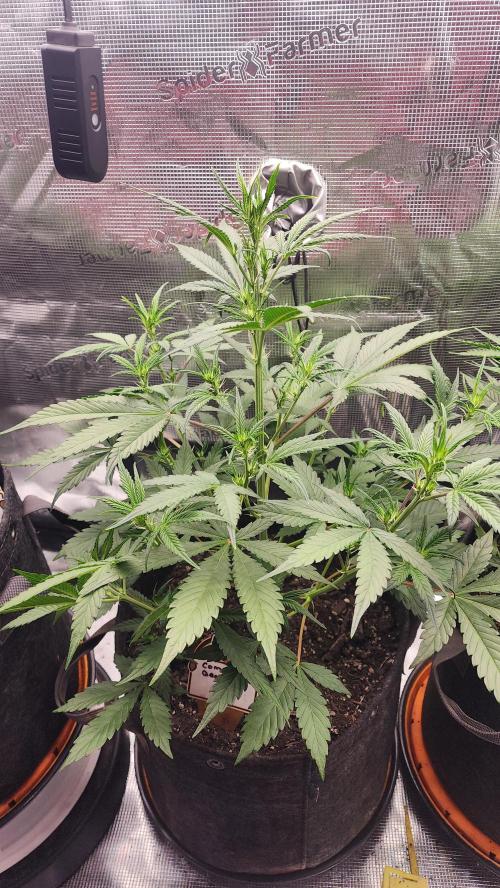 Night owl 11/25. Week 4