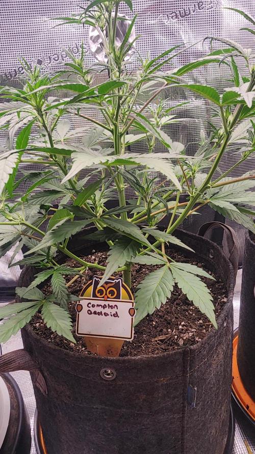 Night owl 11/25. Week 4