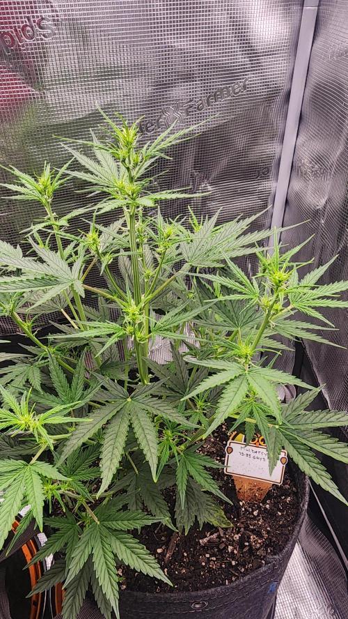 Night owl 11/25. Week 4