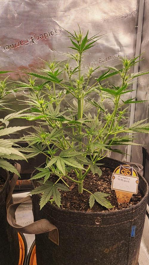 Night owl 11/25. Week 4