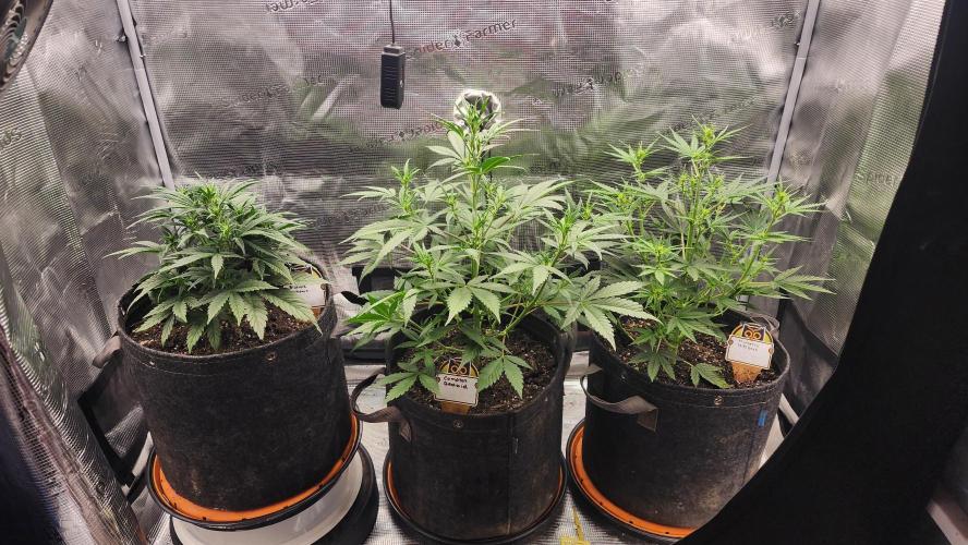 Night owl 11/25. Week 4