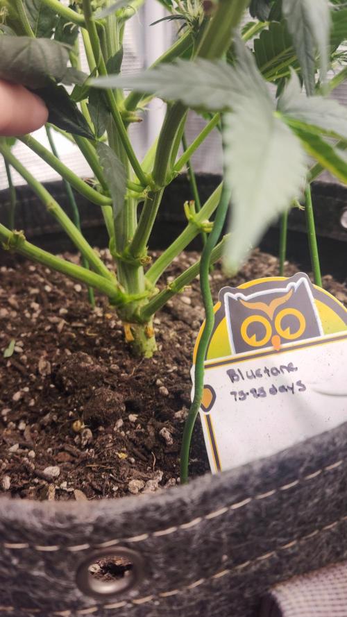 Night owl 11/25. Week 5