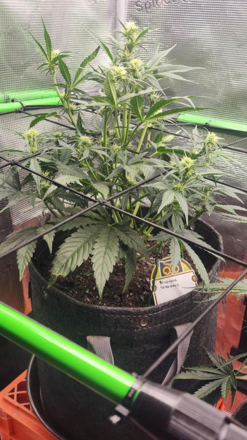 Night owl 11/25. Week 5