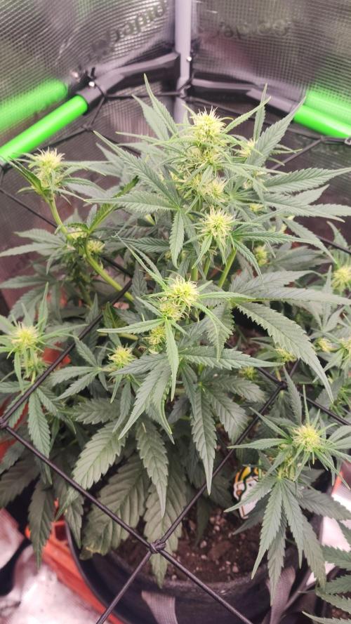 Night owl 11/25. Week 5