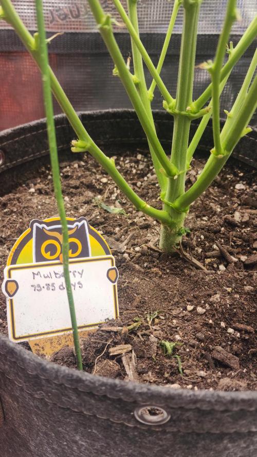 Night owl 11/25. Week 5