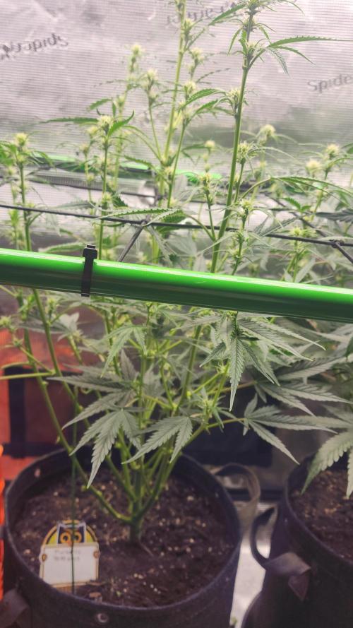 Night owl 11/25. Week 5