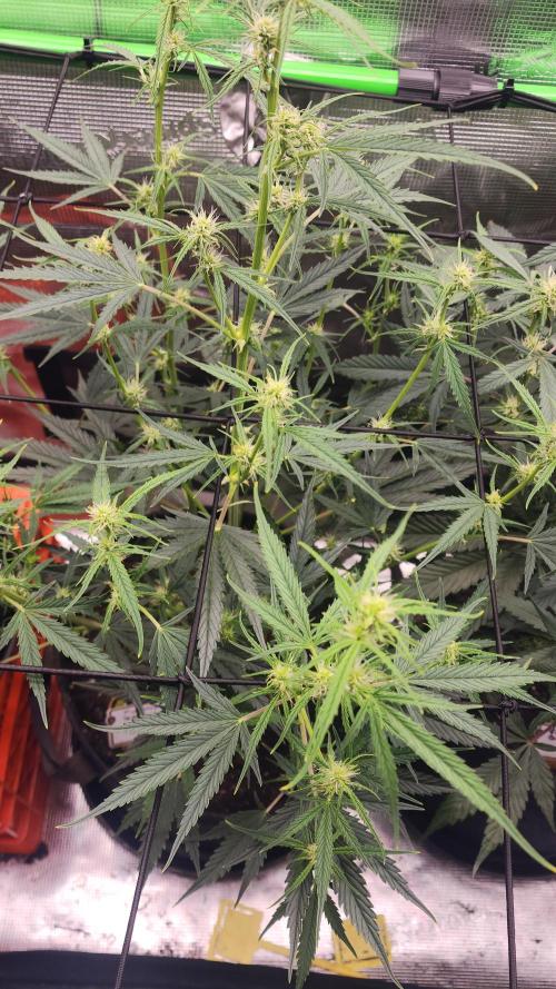 Night owl 11/25. Week 5