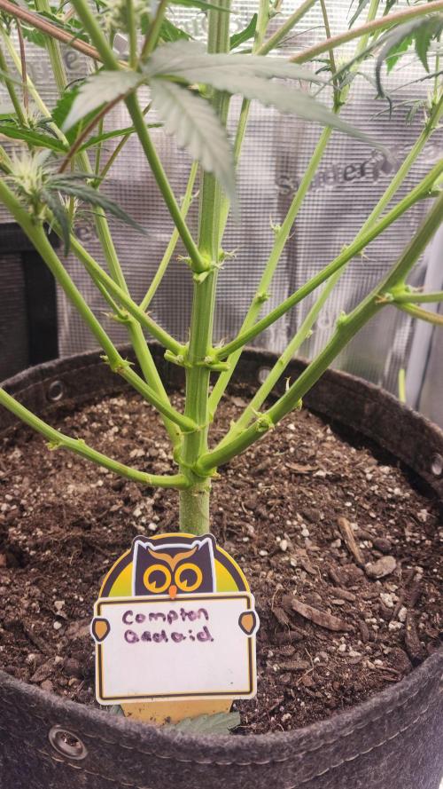 Night owl 11/25. Week 5