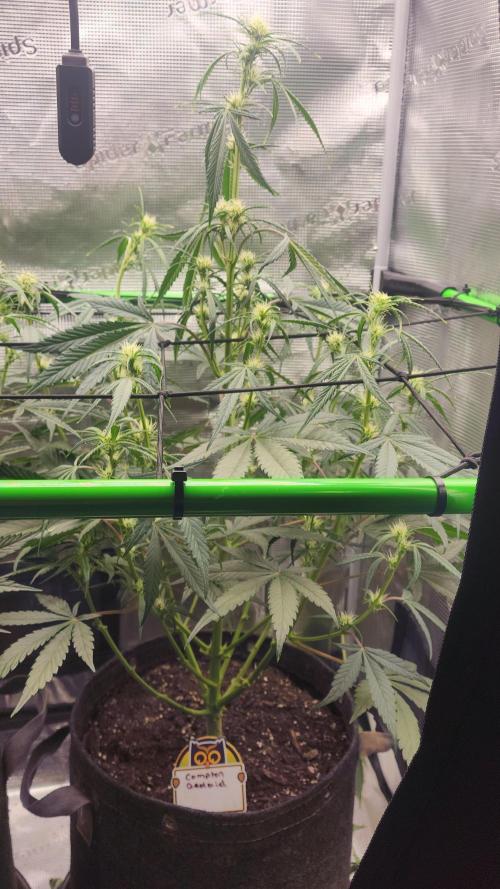 Night owl 11/25. Week 5