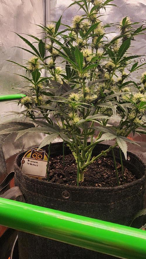 Night owl 11/25. Week 6