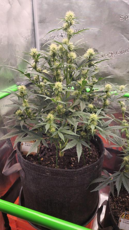 Night owl 11/25. Week 6