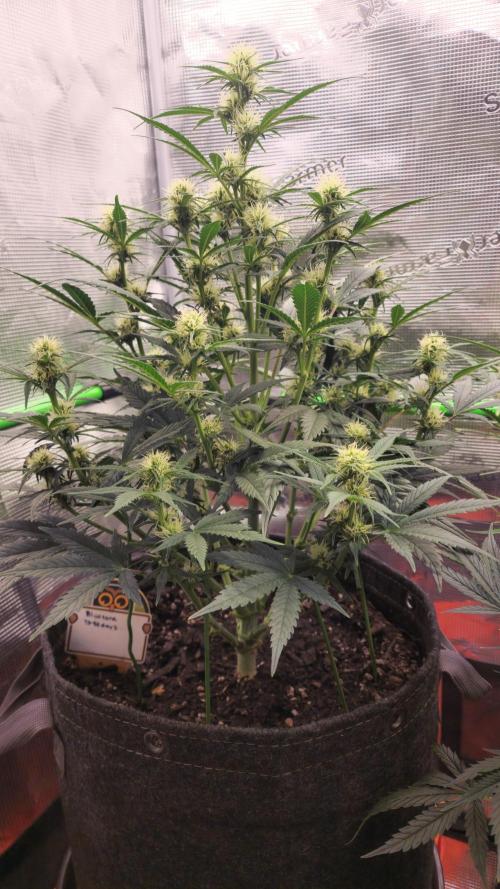 Night owl 11/25. Week 6