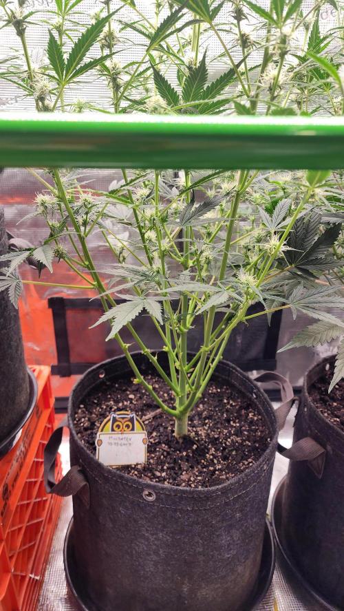 Night owl 11/25. Week 6