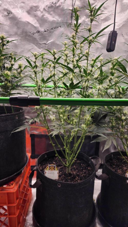 Night owl 11/25. Week 6