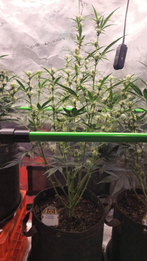 Night owl 11/25. Week 6