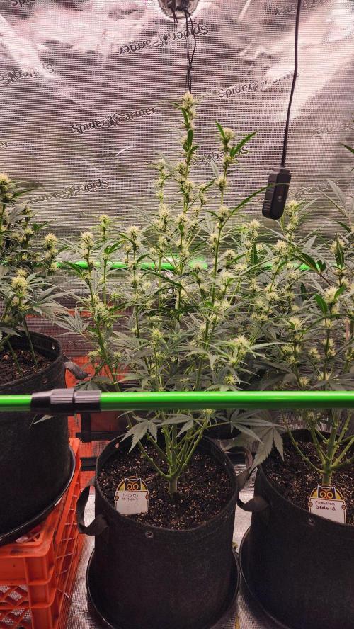 Night owl 11/25. Week 6